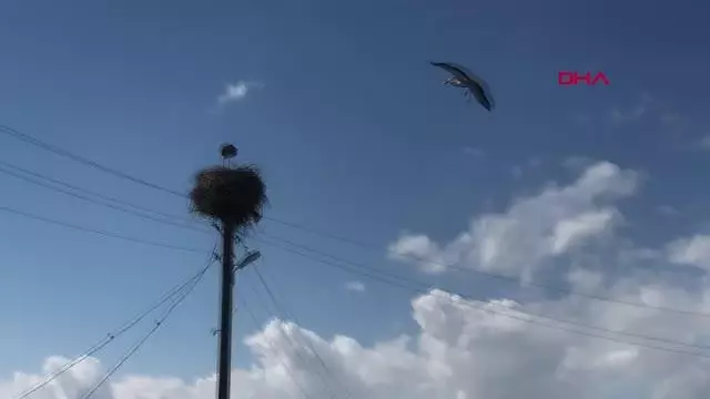 KARS Leylekler yuvalarını böyle koruyor KARS Leylekler yuvalarını böyle koruyor