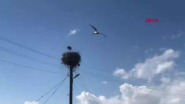 KARS Leylekler yuvalarını böyle koruyor KARS Leylekler yuvalarını böyle koruyor
