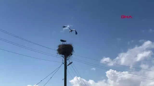 KARS Leylekler yuvalarını böyle koruyor KARS Leylekler yuvalarını böyle koruyor