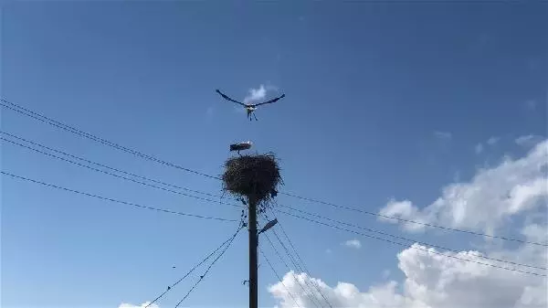 KARS Leylekler yuvalarını böyle koruyor KARS Leylekler yuvalarını böyle koruyor