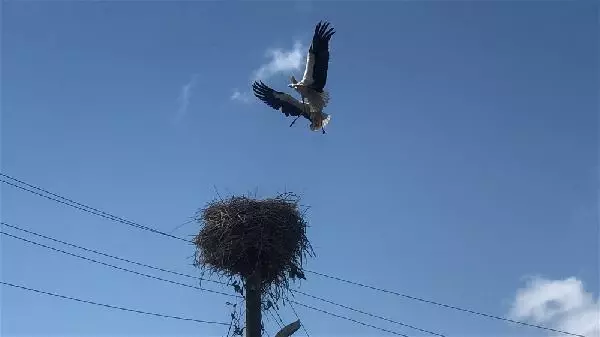 KARS Leylekler yuvalarını böyle koruyor KARS Leylekler yuvalarını böyle koruyor