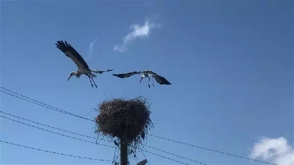 KARS Leylekler yuvalarını böyle koruyor KARS Leylekler yuvalarını böyle koruyor