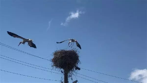 KARS Leylekler yuvalarını böyle koruyor KARS Leylekler yuvalarını böyle koruyor