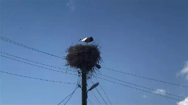 KARS Leylekler yuvalarını böyle koruyor KARS Leylekler yuvalarını böyle koruyor