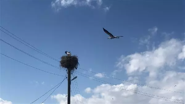 KARS Leylekler yuvalarını böyle koruyor KARS Leylekler yuvalarını böyle koruyor