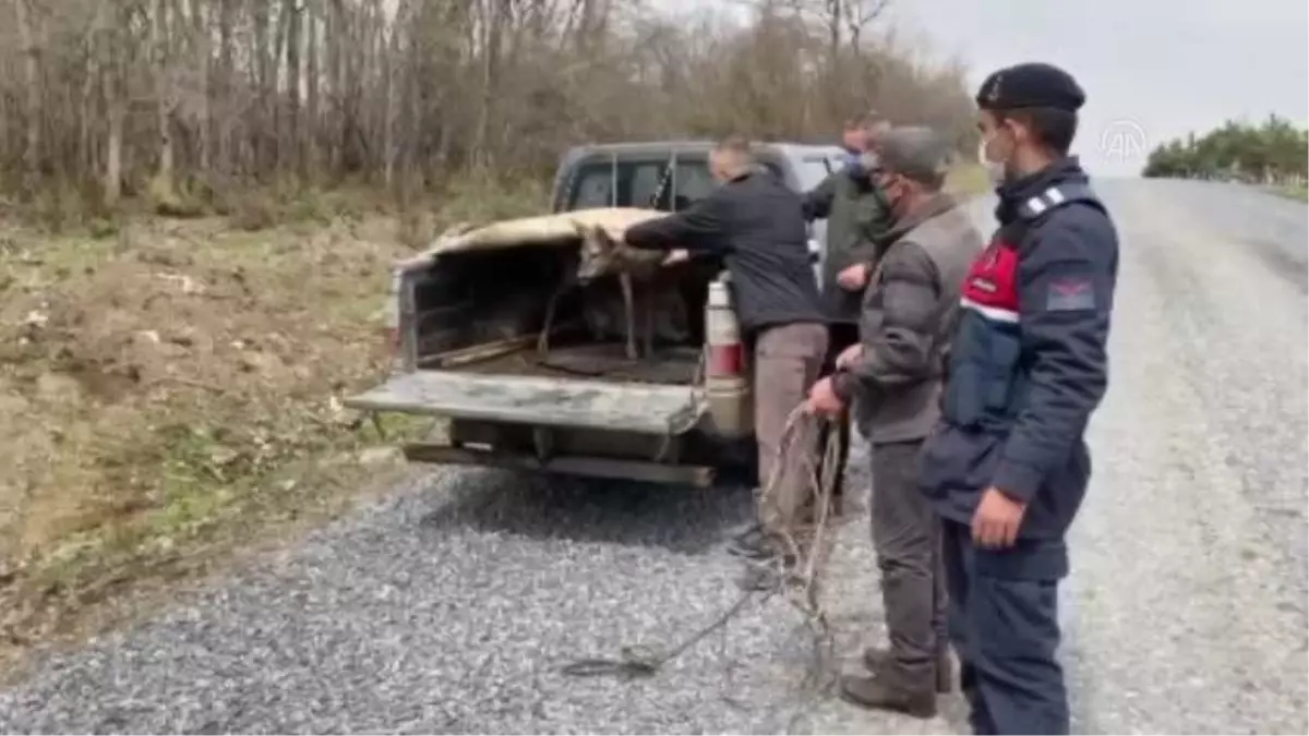 Barajda mahsur kalan karacayı jandarma kurtardı