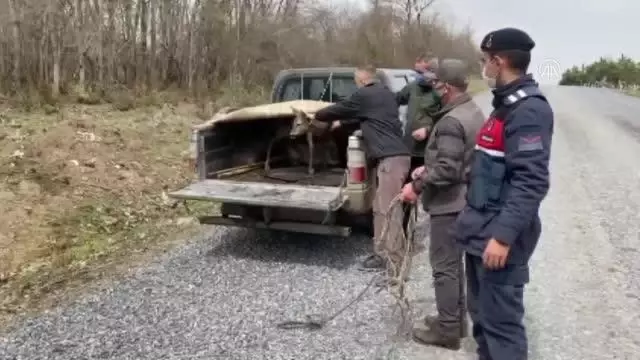 Barajda mahsur kalan karacayı jandarma kurtardı