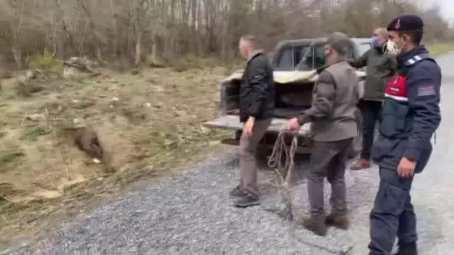 Barajda mahsur kalan karacayı jandarma kurtardı