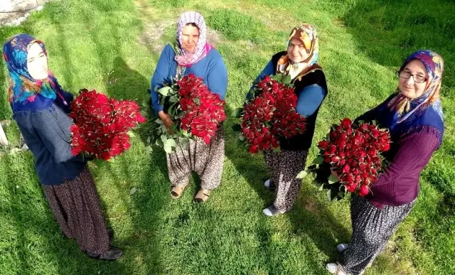 Gül yetişmez denilen köye gül serası kurdular, siparişlere yetişemiyorlar Gül yetişmez denilen köye gül serası kurdular, siparişlere yetişemiyorlar
