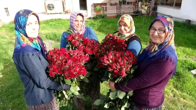 Gül yetişmez denilen köye gül serası kurdular, siparişlere yetişemiyorlar Gül yetişmez denilen köye gül serası kurdular, siparişlere yetişemiyorlar