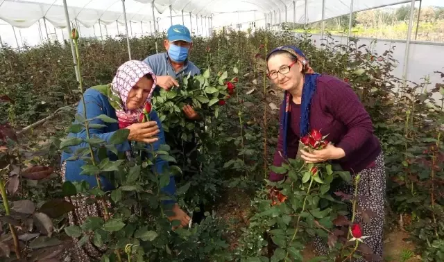 Gül yetişmez denilen köye gül serası kurdular, siparişlere yetişemiyorlar Gül yetişmez denilen köye gül serası kurdular, siparişlere yetişemiyorlar