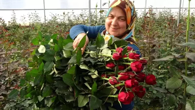 Gül yetişmez denilen köye gül serası kurdular, siparişlere yetişemiyorlar Gül yetişmez denilen köye gül serası kurdular, siparişlere yetişemiyorlar