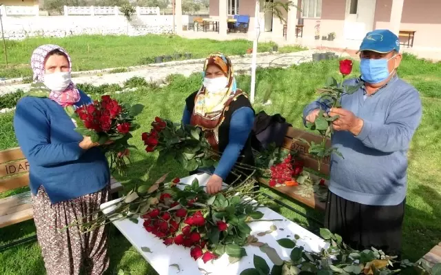 Gül yetişmez denilen köye gül serası kurdular, siparişlere yetişemiyorlar Gül yetişmez denilen köye gül serası kurdular, siparişlere yetişemiyorlar
