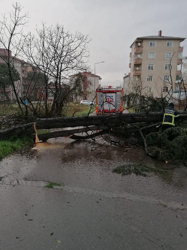 kocaeli de siddetli ruzgar agaci devirdi 4 14012628 o