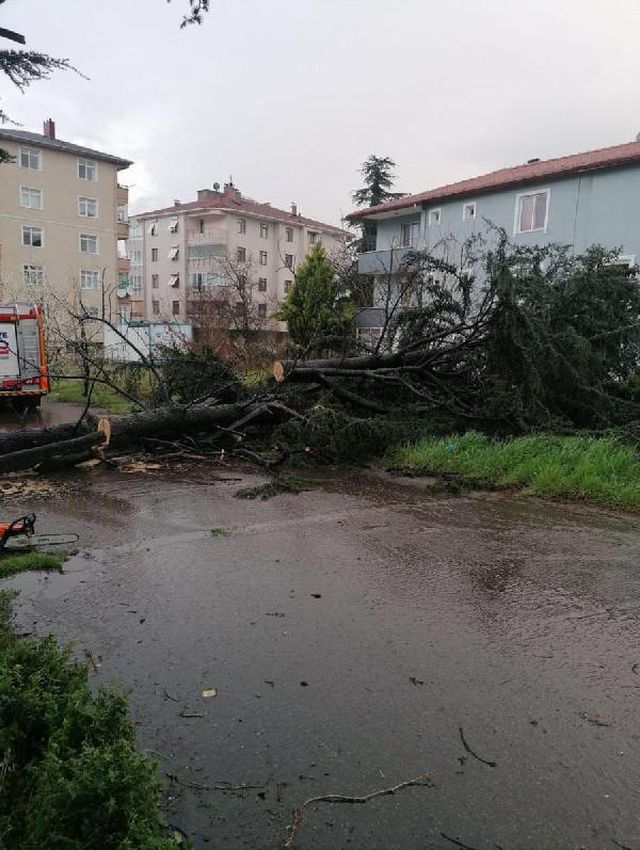 kocaeli de siddetli ruzgar agaci devirdi 5 14012628 o