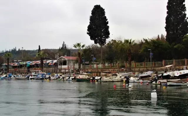 Limanların büyümesi ile av alanları azalan balıkçıklar dertli