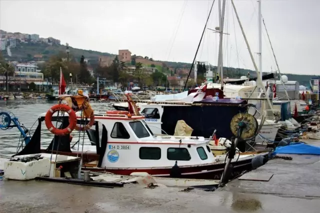 Limanların büyümesi ile av alanları azalan balıkçıklar dertli