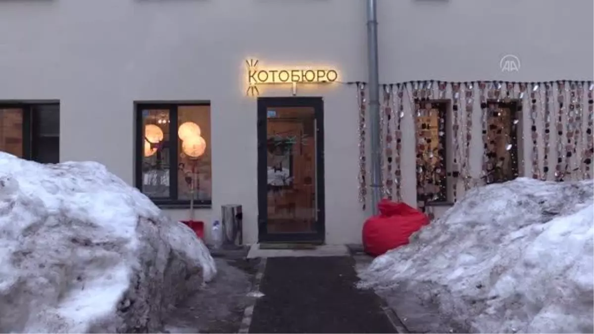 Rusya'da ofis ortamını kedilerle paylaşmak isteyenler için 'Kedi Bürosu'