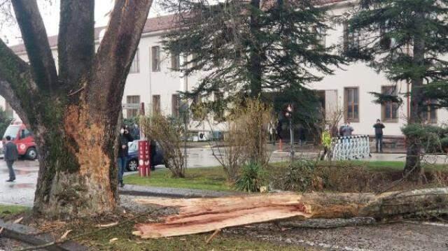 TBMM'deki tarihi ağaca yıldırım düştü