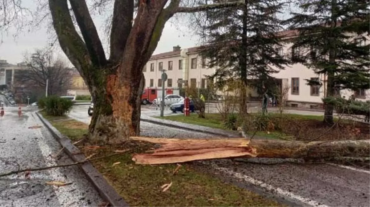 TBMM'de korku dolu anlar! Düşen yıldırım tarihi ağacı ikiye böldü, elektrikler kesildi