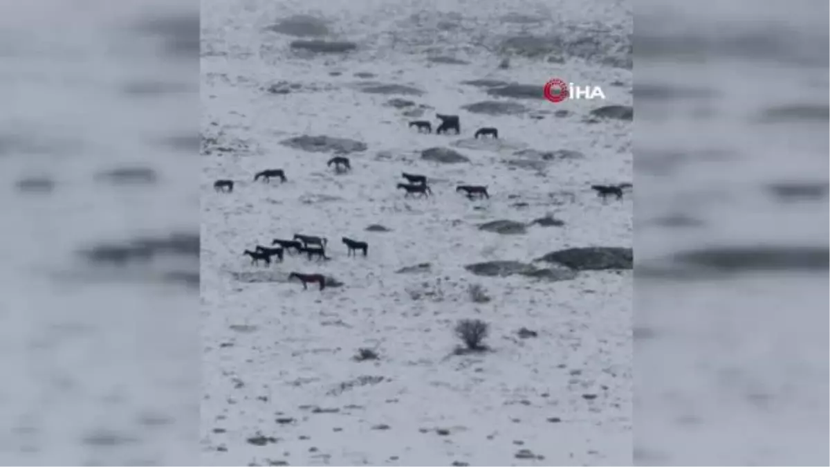 Yılkı atları amatör kamerayla görüntülendi