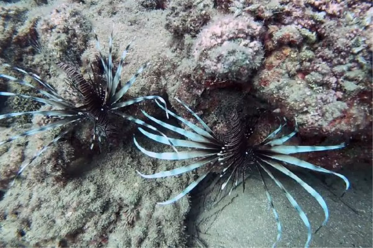 Akdeniz'de aslan balığı sürüsü görüntülendi