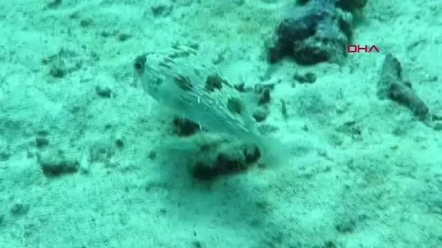 Kekova'da Rus turist hareketliliği