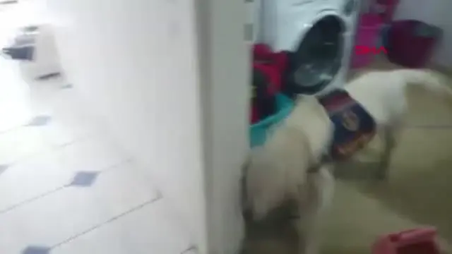 Son dakika gündem: ANTALYA Makyaj çantasına gizlenen uyuşturucuyu narkotik köpeği buldu 4 gözaltı Son dakika gündem: ANTALYA Makyaj çantasına gizlenen uyuşturucuyu narkotik köpeği buldu 4 gözaltı