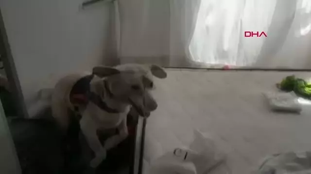 Son dakika gündem: ANTALYA Makyaj çantasına gizlenen uyuşturucuyu narkotik köpeği buldu 4 gözaltı Son dakika gündem: ANTALYA Makyaj çantasına gizlenen uyuşturucuyu narkotik köpeği buldu 4 gözaltı