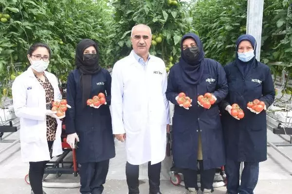 SİVAS Kadınların çalıştığı jeotermal serada, ilk domates hasadı başladı AK