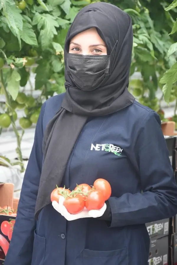 SİVAS Kadınların çalıştığı jeotermal serada, ilk domates hasadı başladı AK