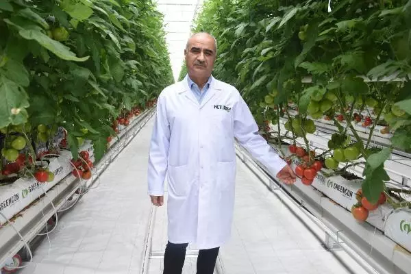 SİVAS Kadınların çalıştığı jeotermal serada, ilk domates hasadı başladı AK