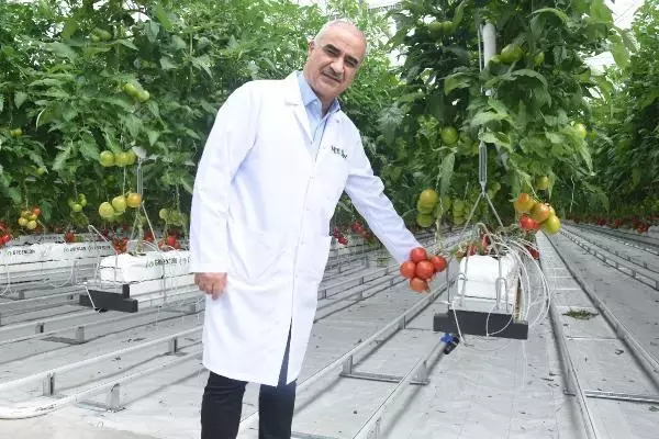 SİVAS Kadınların çalıştığı jeotermal serada, ilk domates hasadı başladı AK