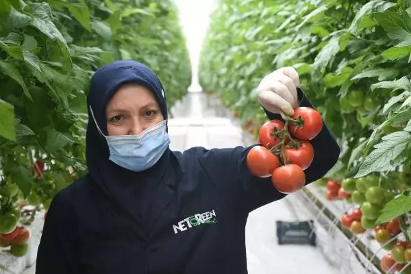 SİVAS Kadınların çalıştığı jeotermal serada, ilk domates hasadı başladı AK