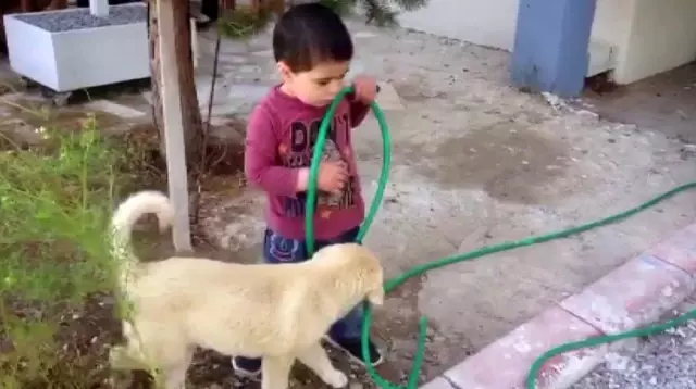 Köpeği ısıran çocuk görenleri gülme krizine soktu Köpeği ısıran çocuk görenleri gülme krizine soktu