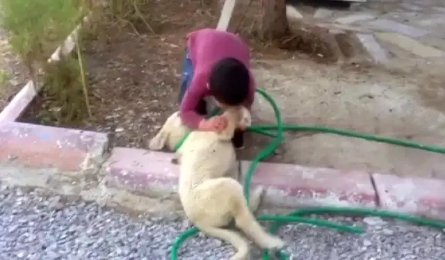 Köpeği ısıran çocuk görenleri gülme krizine soktu Köpeği ısıran çocuk görenleri gülme krizine soktu