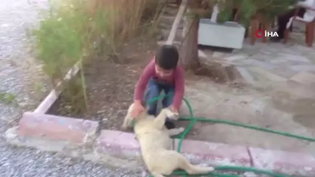 Köpeği ısıran küçük çocuk görenleri gülme krizine soktu Köpeği ısıran küçük çocuk görenleri gülme krizine soktu