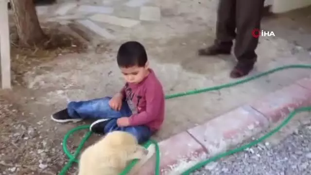 Köpeği ısıran küçük çocuk görenleri gülme krizine soktu Köpeği ısıran küçük çocuk görenleri gülme krizine soktu