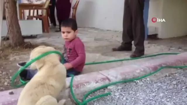 Köpeği ısıran küçük çocuk görenleri gülme krizine soktu Köpeği ısıran küçük çocuk görenleri gülme krizine soktu