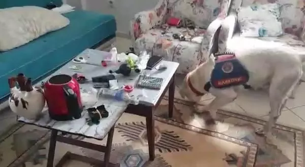 Son dakika gündem: ANTALYA Makyaj çantasına gizlenen uyuşturucuyu narkotik köpeği buldu 4 gözaltı Son dakika gündem: ANTALYA Makyaj çantasına gizlenen uyuşturucuyu narkotik köpeği buldu 4 gözaltı