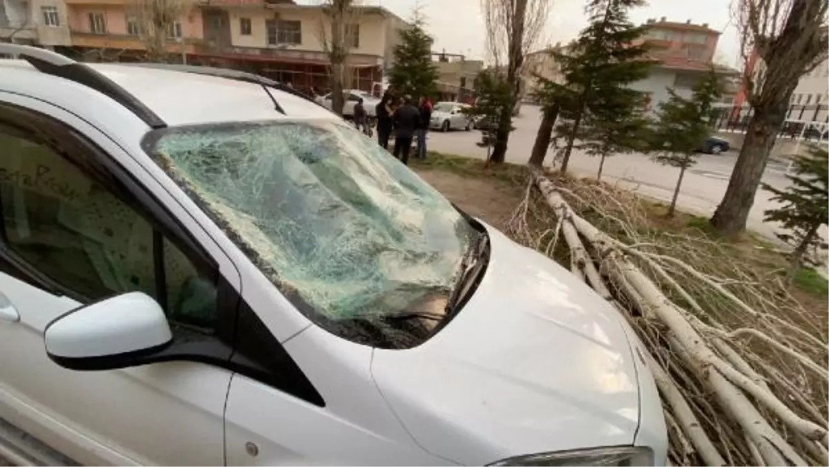 Rüzgarın devirdiği ağaç, otomobilde hasara neden oldu