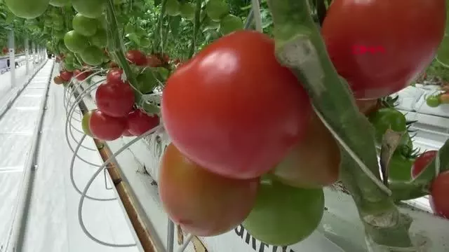 SİVAS Kadınların çalıştığı jeotermal serada, ilk domates hasadı başladı AK