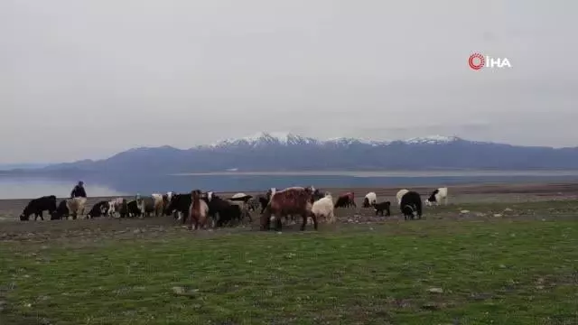 Son dakika! Suların çekildiği baraj havzası hayvanlara otlak oldu Son dakika! Suların çekildiği baraj havzası hayvanlara otlak oldu