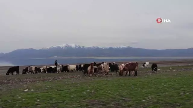 Son dakika! Suların çekildiği baraj havzası hayvanlara otlak oldu Son dakika! Suların çekildiği baraj havzası hayvanlara otlak oldu