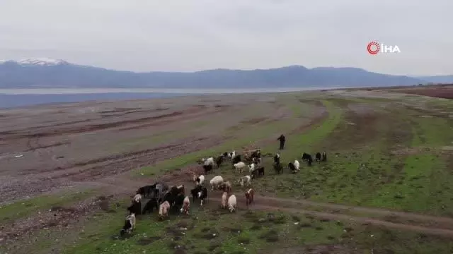 Son dakika! Suların çekildiği baraj havzası hayvanlara otlak oldu Son dakika! Suların çekildiği baraj havzası hayvanlara otlak oldu