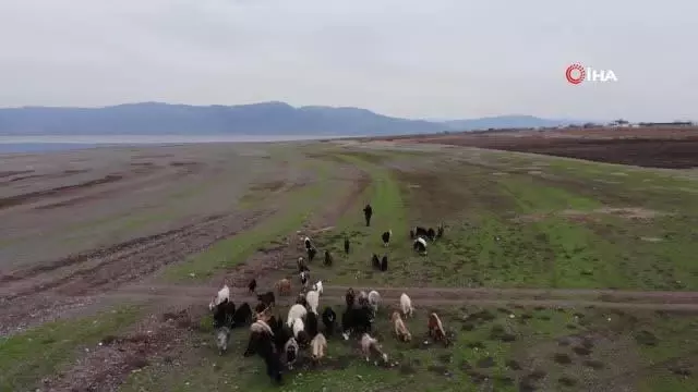 Son dakika! Suların çekildiği baraj havzası hayvanlara otlak oldu Son dakika! Suların çekildiği baraj havzası hayvanlara otlak oldu