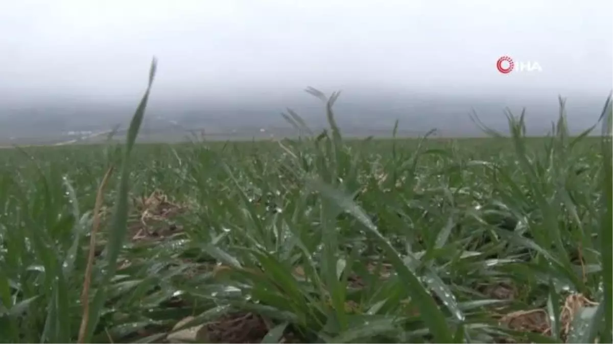 Suya doyan toprak çiftçiyi mutlu etti