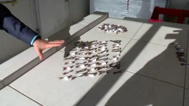ANTALYA Balon balığı kuyrukları, 2021'de de alınacak