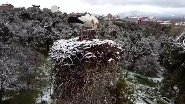 Beyşehir'de leyleklerin yuvaları kar örtüsü altında kaldı Beyşehir'de leyleklerin yuvaları kar örtüsü altında kaldı