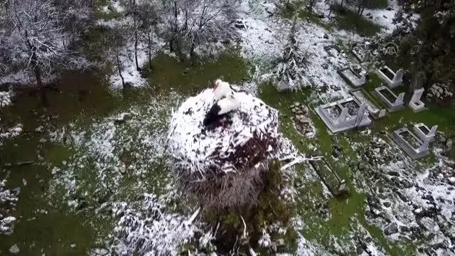 Beyşehir'de leyleklerin yuvaları kar örtüsü altında kaldı Beyşehir'de leyleklerin yuvaları kar örtüsü altında kaldı